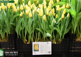 Tulipa Yellow Flight ® (1)